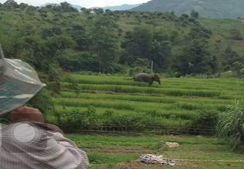 Voi rừng ở Sơn La xuống bản tắm ao, giẫm lúa của dân