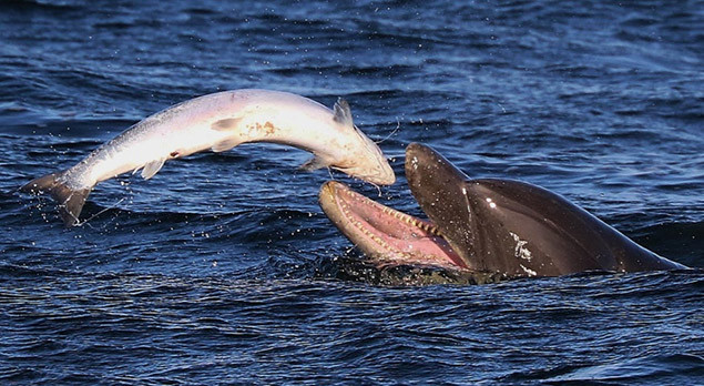 1001 thắc mắc: Vì sao nói cá heo nghiện sex, dùng dương vật để khám phá mọi thứ?