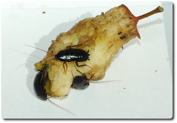 1001 thắc mắc: Vì sao gián chết lại nằm ngửa?