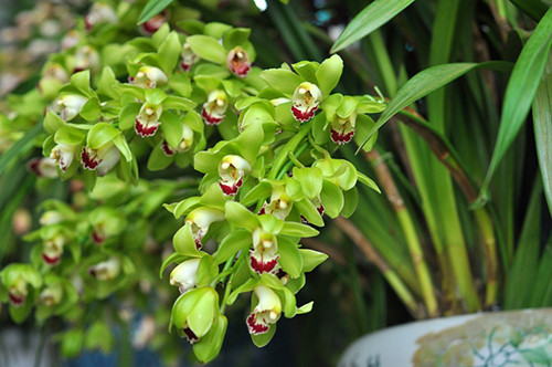 Địa Lan Trung Quốc là một trong số cây cảnh được người Việt chuộng mua chưng Tết. Ảnh minh hoạ