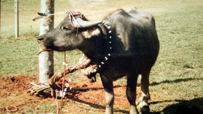Cột con trâu vào gốc cây nêu trước khi đâm