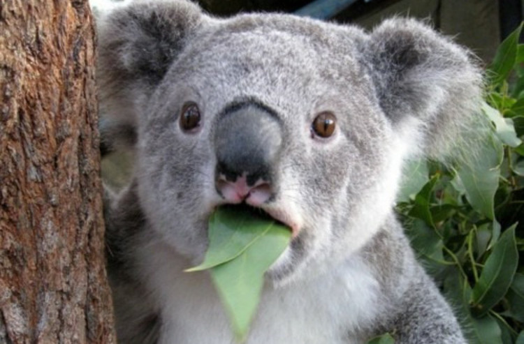 1001 thắc mắc: Loài vật nào cũng có dấu vân tay như con người?