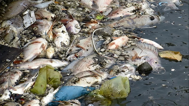 Cá chết nổi trắng kênh