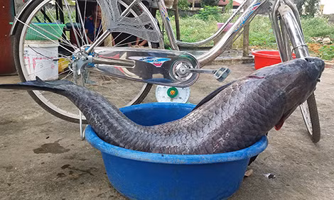 Con cá dài gần bằng chiếc xe đạp. Ảnh: Lam Sơn.