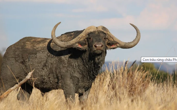 Con trâu rừng châu Phi tên Horizon có giá cao kỷ lục. (Ảnh: Caters News).
