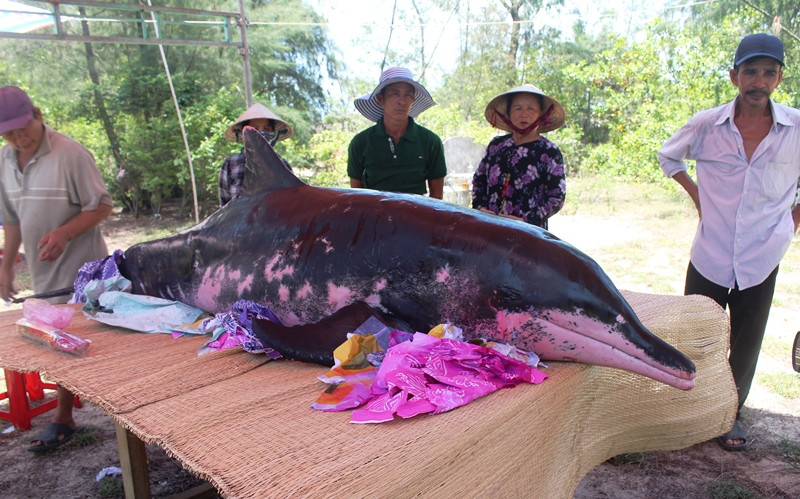 Cá voi nặng gần 2 tạ được người dân phát hiện trôi dạt vào bờ trong tình trạng sức khỏe yếu
