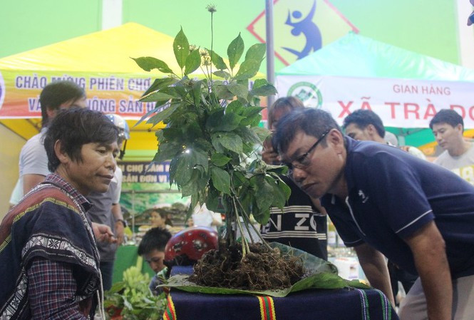 Phiên chợ sâm Ngọc Linh chuyển sang hình thức bán online để đảm bảo phòng, chống dịch COVID-19