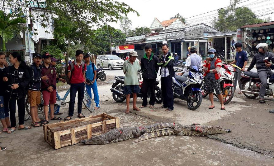 Cá sấu được bày bán ngay bên đường, nhiều người hiếu kỳ đến xem