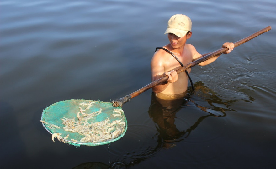 Gần 1 triệu con tôm chết trắng sau một đêm, nghi bị đầu độc