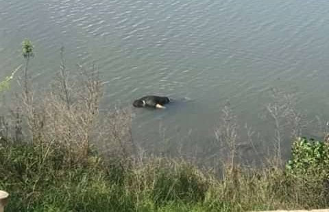 Thi thể nam giới được phát hiện trên sông Ly Ly