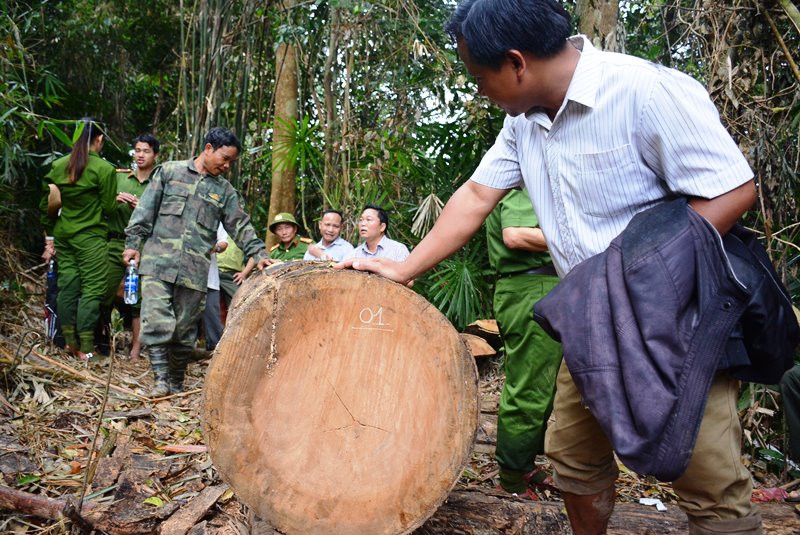 Quảng Nam yêu cầu cán bộ ký cam kết không tiếp tay cho 'lâm tặc'