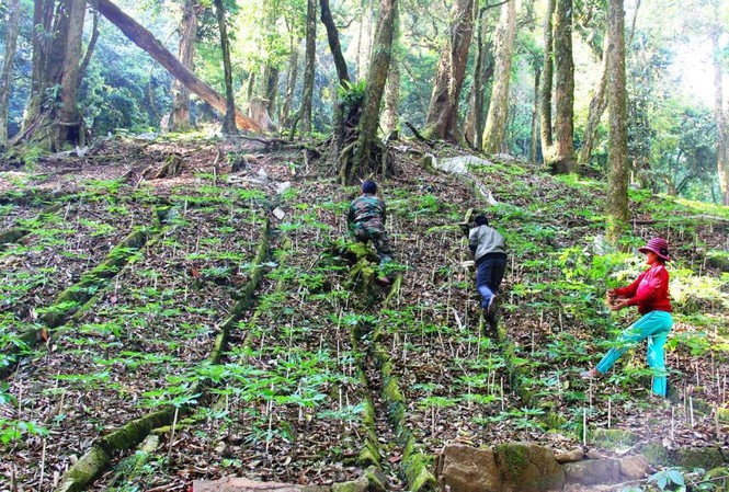 Vườn sâm Ngọc Linh của người dân miền núi Nam Trà My, Quảng Nam