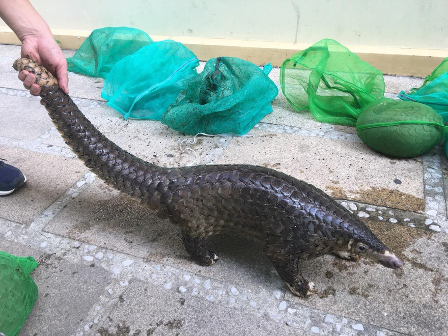 Cá thể tê tê bịquý hiếm được phát hiện vận chuyển trên xe khách. Ảnh C. Đ