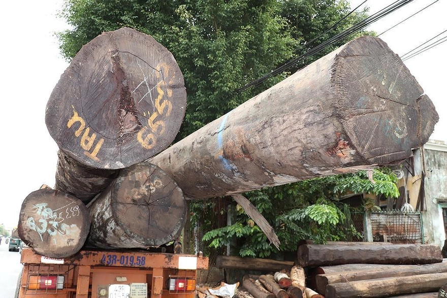 Bắt 4 xe container vận chuyển hàng chục cây 'khủng' không rõ nguồn gốc