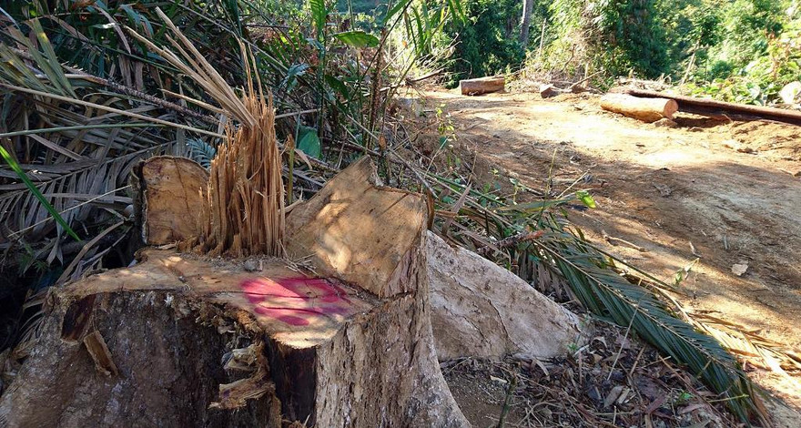 Hiện trường vụ phá rừng