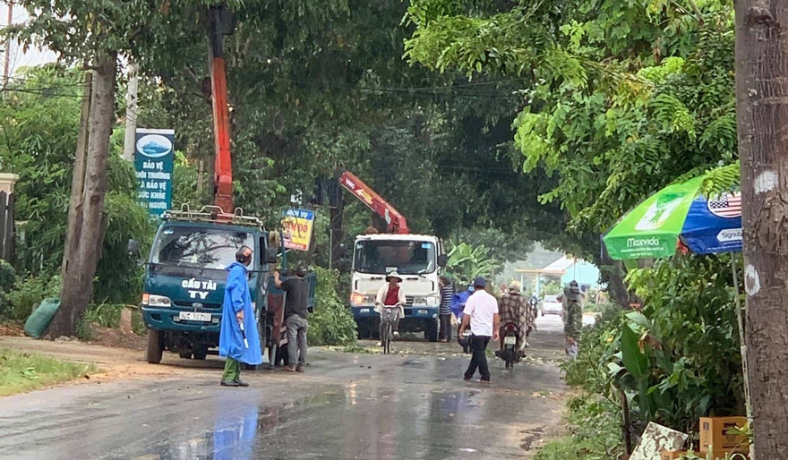 Phát quang cây cối phòng chống bão 