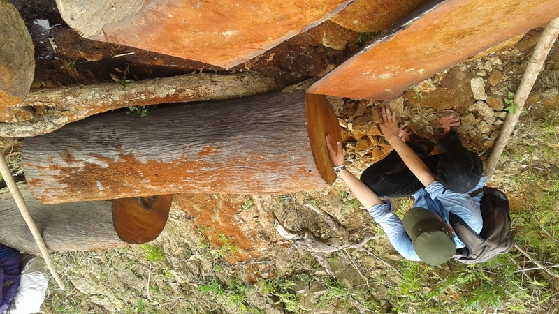 Mới nhất vụ phá rừng đặc dụng, săn bắn động vật quý hiếm tại Quảng Nam