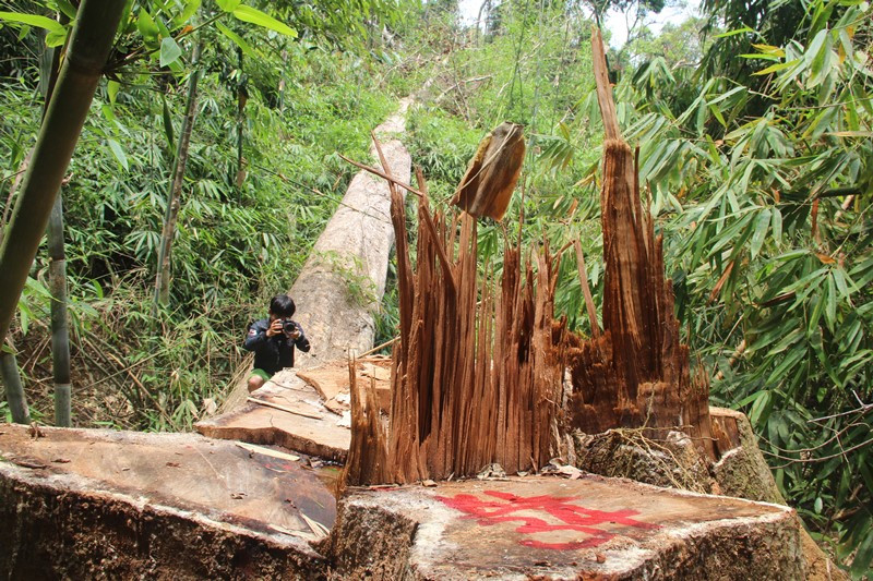 Hiện trường vụ phá rừng lim quý