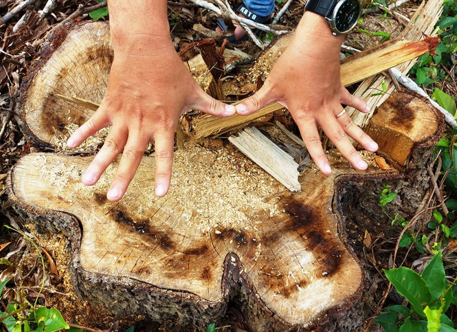 Nhiều cây lớn trong rừng phòng hộ cảnh quan bị đốn hạ. Ảnh H. Văn