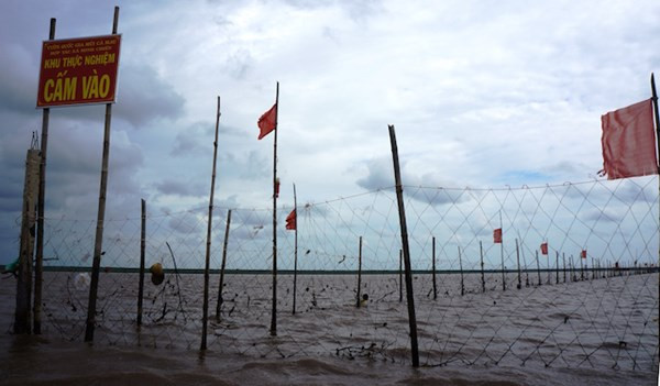 Khu vực bao ví của doanh nghiệp nuôi sò huyết