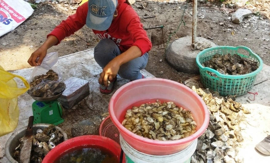 Dù ở ngưỡng cho phép, nhưng hàu nuôi bằng vỏ lốp tại đầm Lập An có các chỉ tiêu hóa lý và kim loại nặng cao hơn so với hàu nuôi thuộc vùng đầm phá Tam Giang và Cầu Hai (TT-Huế). Ảnh: Ngọc Văn (Hau nuoi Lang Co). 