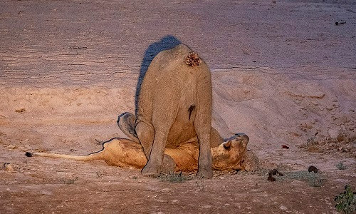 Sư tử cái bất lực không thể gượng dậy trước sức nặng của voi con. Ảnh: NJ Wight.