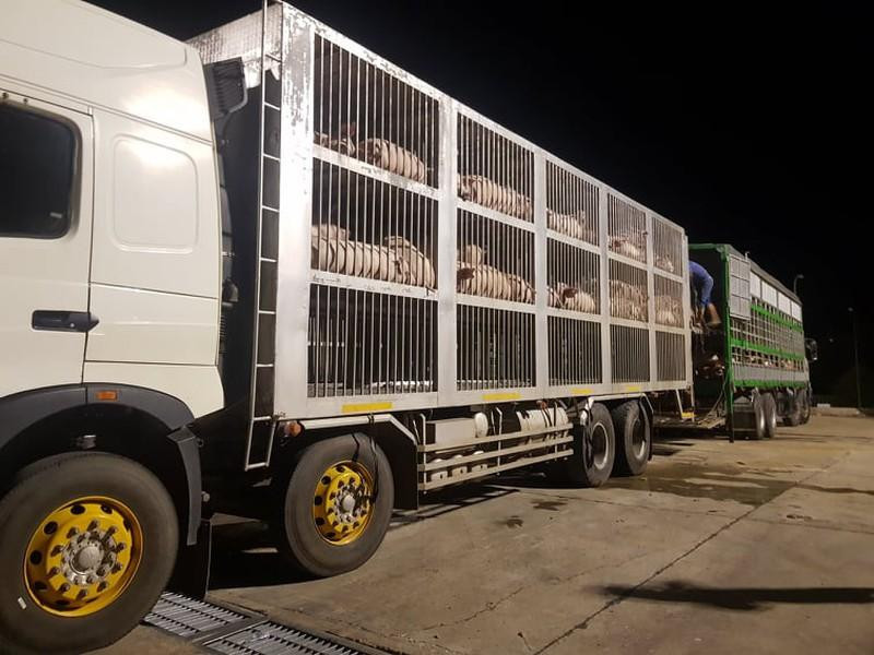 Hàng nghìn con lợn, gà vào TP HCM bị 'tắc' do quy định hạn chế ra đường sau 18h