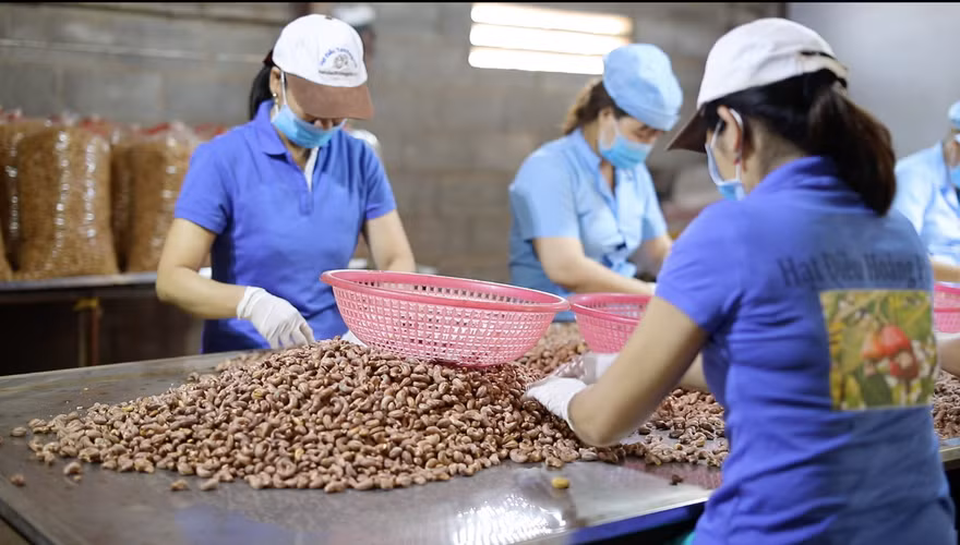 Dân lao đao vì hạt điều bị mạo danh thương hiệu 