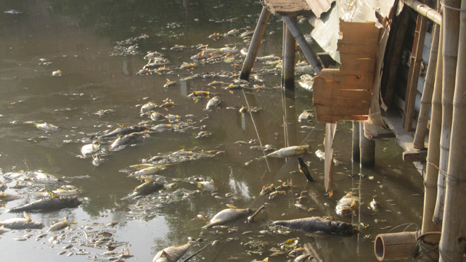 Cá chết nổi trên hồ Mật Sơn. Ảnh chụp sángchiều 18/7. Ảnh: Hoàng Lam