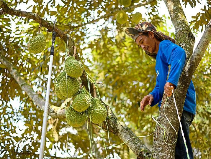 Một hộ dân có vườn sầu riêng sắp vào vụ thu hoạch 