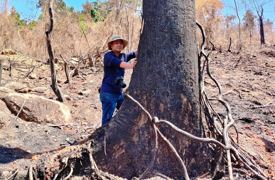 Hiện trường cây rừng tự nhiên ở xã Phước Kim (Phước Sơn, Quảng Nam) bị đốt cháy hồi tháng 5/2021. Vụ việc đang được điều tra. Ảnh: N.D