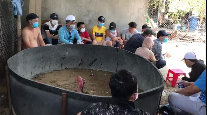 Nhóm người tụ tập xem đá gà vi phạm quy định phòng chống dịch COVID-19 bị phạt 15 triệu đồng/người. 