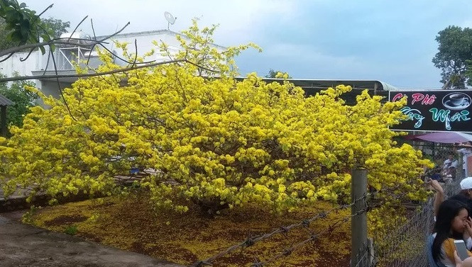 Dòng người lại bất ngờ đổ về thị trấn Gia Ray xem cây mai cổ 'bật dậy'