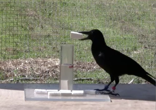 1001 thắc mắc: Quạ là loài chim thông minh nhưng thù dai nhất hành tinh? ​