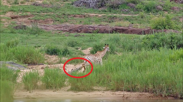 Hươu cao cổ bị cá sấu dài 5 mét cắn trọng thương, sư tử hưởng lợi