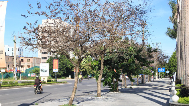 Nhiều cây bằng lăng trên đại lộ Lê Lợi đang bị chết khô. Ảnh: Hoàng Lam