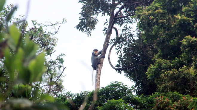 Voọc chà vá chân xám tại xã Tam Mỹ Tây, huyện Núi Thành, Quảng Nam 