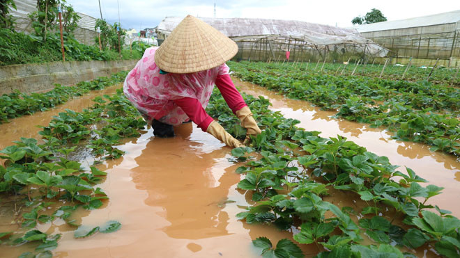  Vườn dâu tây bị ngập