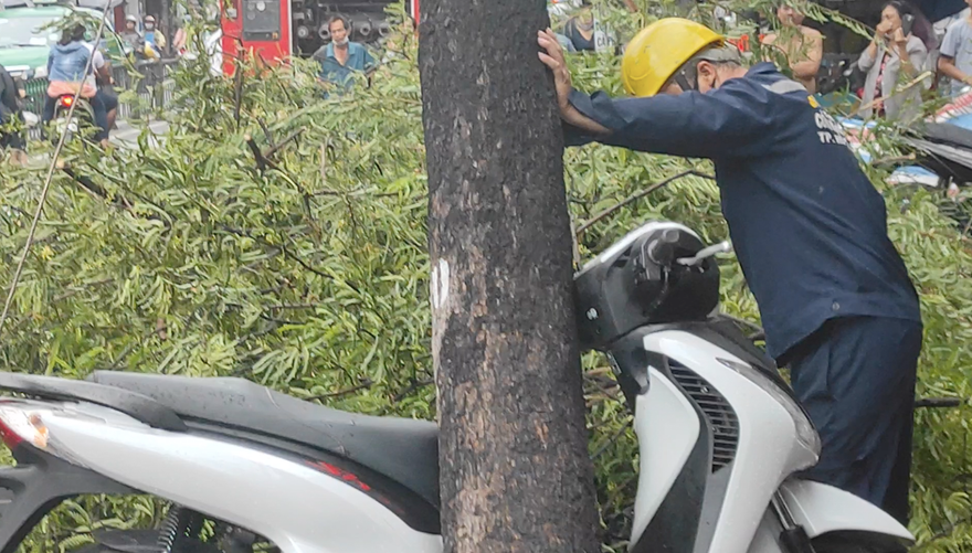 Cây me bật gốc sau mưa đè xe máy SH, đường phố kẹt cứng