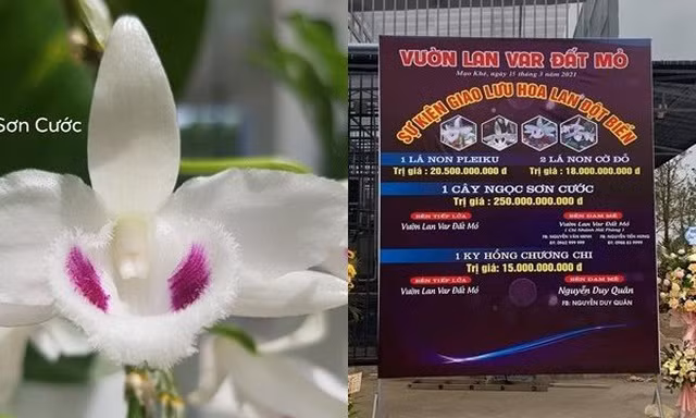 Giá ảo của loại lan đột biến Ngọc Sơn Cước được cho là giao dịch 250 tỷ đồng tại thị xã Đông Triều, tỉnh Quảng Ninh (Ảnh cắt từ clip).