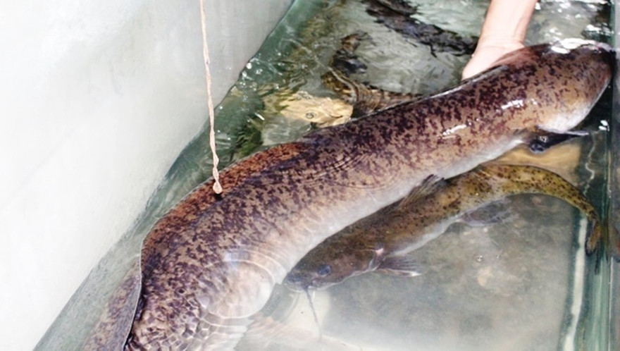 Con cá lệch “khủng” dài 1,6m, nặng 16kg.