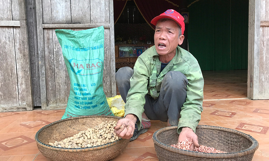 Người dân nghèo huyện Minh Hoá điêu đứng vì bị nhà thầu sân sau của ông Niên cấp giống kém chất lượng.