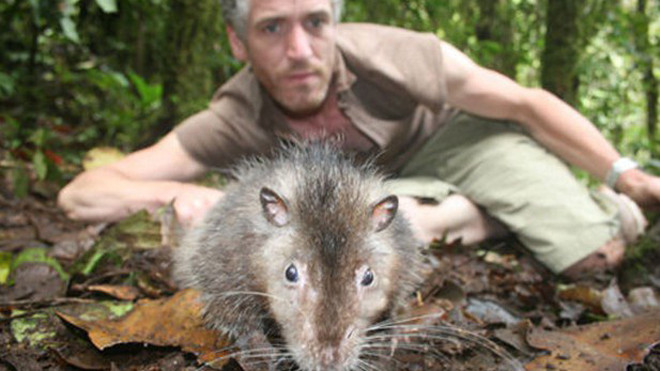 Chú chuột Bosavi dài gần 1m