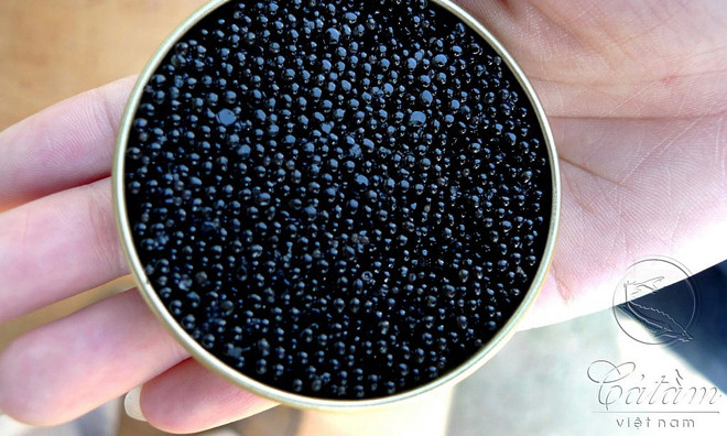 Trứng cá tầm Việt Nam xuất ngược sang Nga