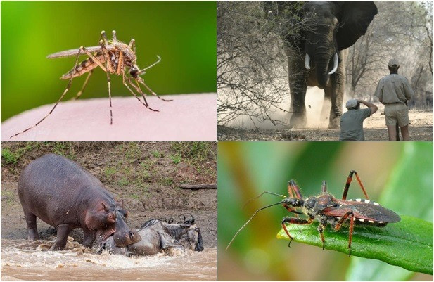 1001 thắc mắc: Loài động vật giết người đáng sợ nhất thế giới?