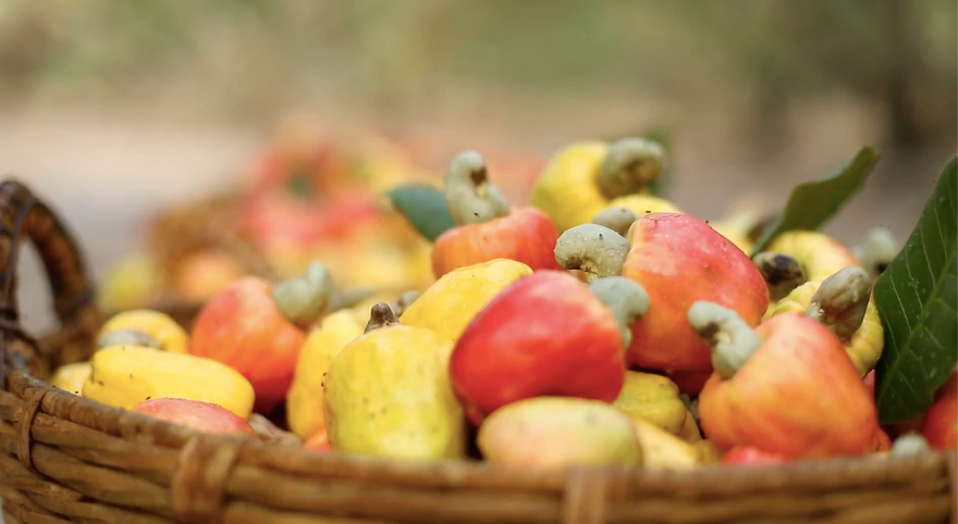  Tận thấy quy trình sản xuất hạt điều ở thủ phủ điều Bình Phước