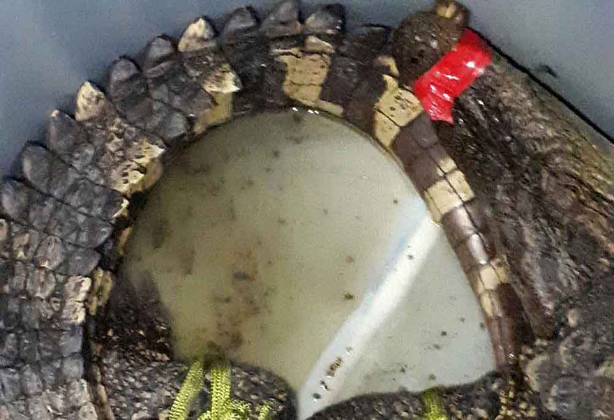 Kinh hãi phát hiện cá sấu trong vuông tôm