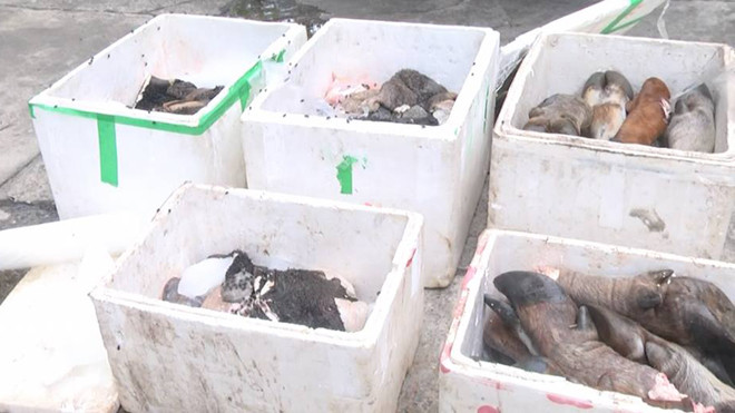 Số thực phẩm hôi thối bị CSGT bắt giữ trên đường vận chuyển