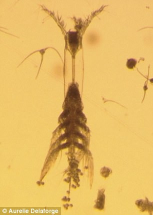 Sốc, phát hiện quái vật biển tám chân, một mắt và không miệng