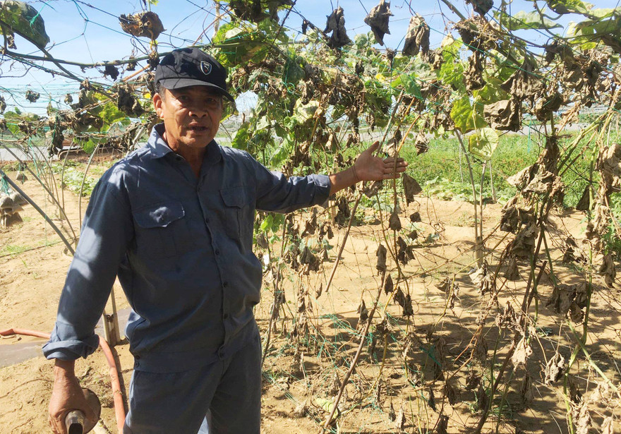 Trăm giếng khoan nhiễm mặn, vùng rau sạch lớn nhất Đà Nẵng khốn đốn